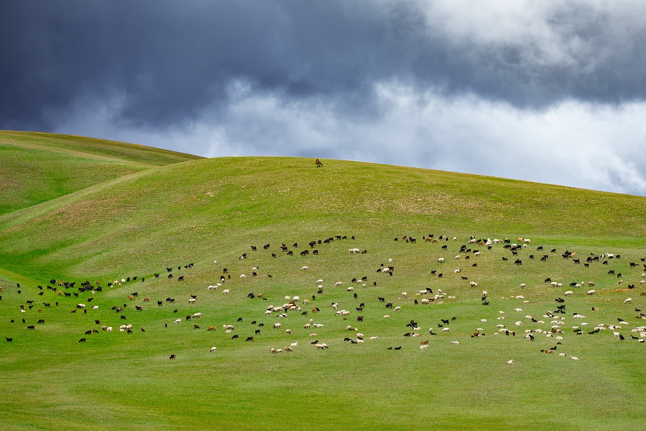 A Guide to Experiencing Mongolia's Naadam Festival